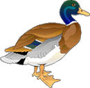 Le canard