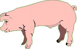 cochon