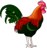 Le coq