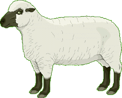 mouton
