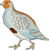 La perdrix