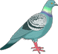Le pigeon