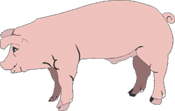 Le Porc