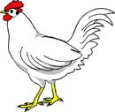 Le poulet