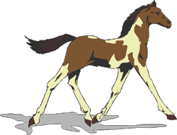 Le poulain