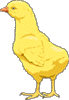 Le poussin