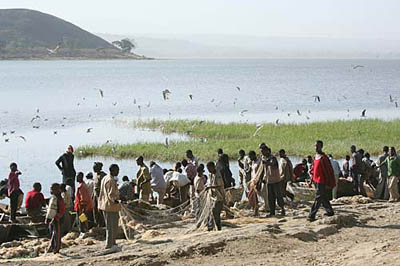 awassa