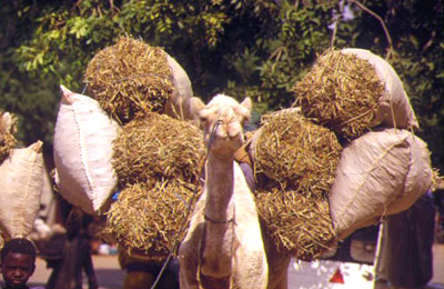 Maradi