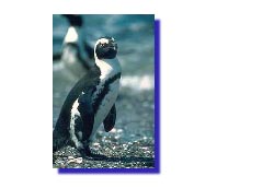 Pingouin