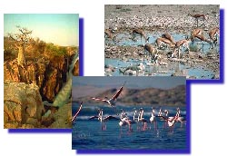 Gazelles et Flamants roses