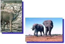 Un gnu et des éléphants