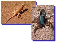 Lézards et scorpions arrivent à survivre dans le désert 