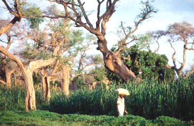 Segou - balanzan