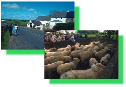 Campagne irlandaise