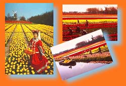 Champs de Tulipes