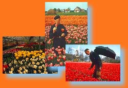 Champs de Tulipes
