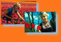 Champs de Tulipes