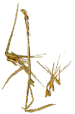 Le blé