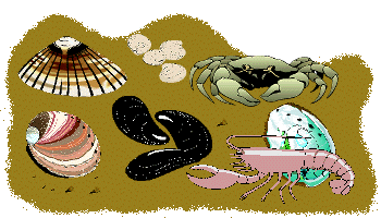 Coquillages et crustacés