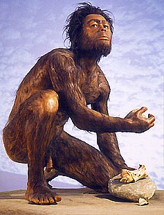 Homo Habilis